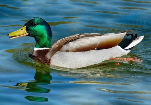 duck-3698610_1920