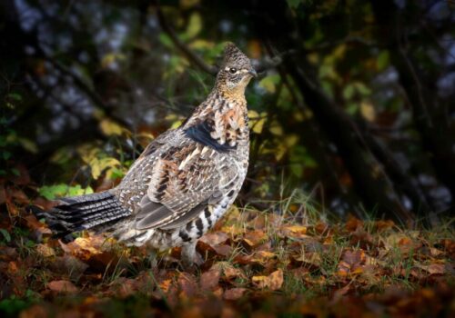 grouse-5623965_1920