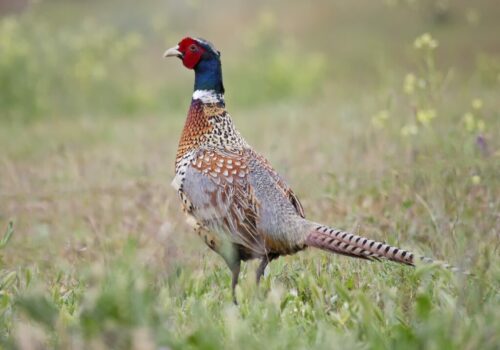 ring-necked-pheasant-5707522_1920