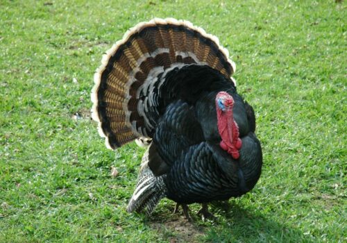 turkey1